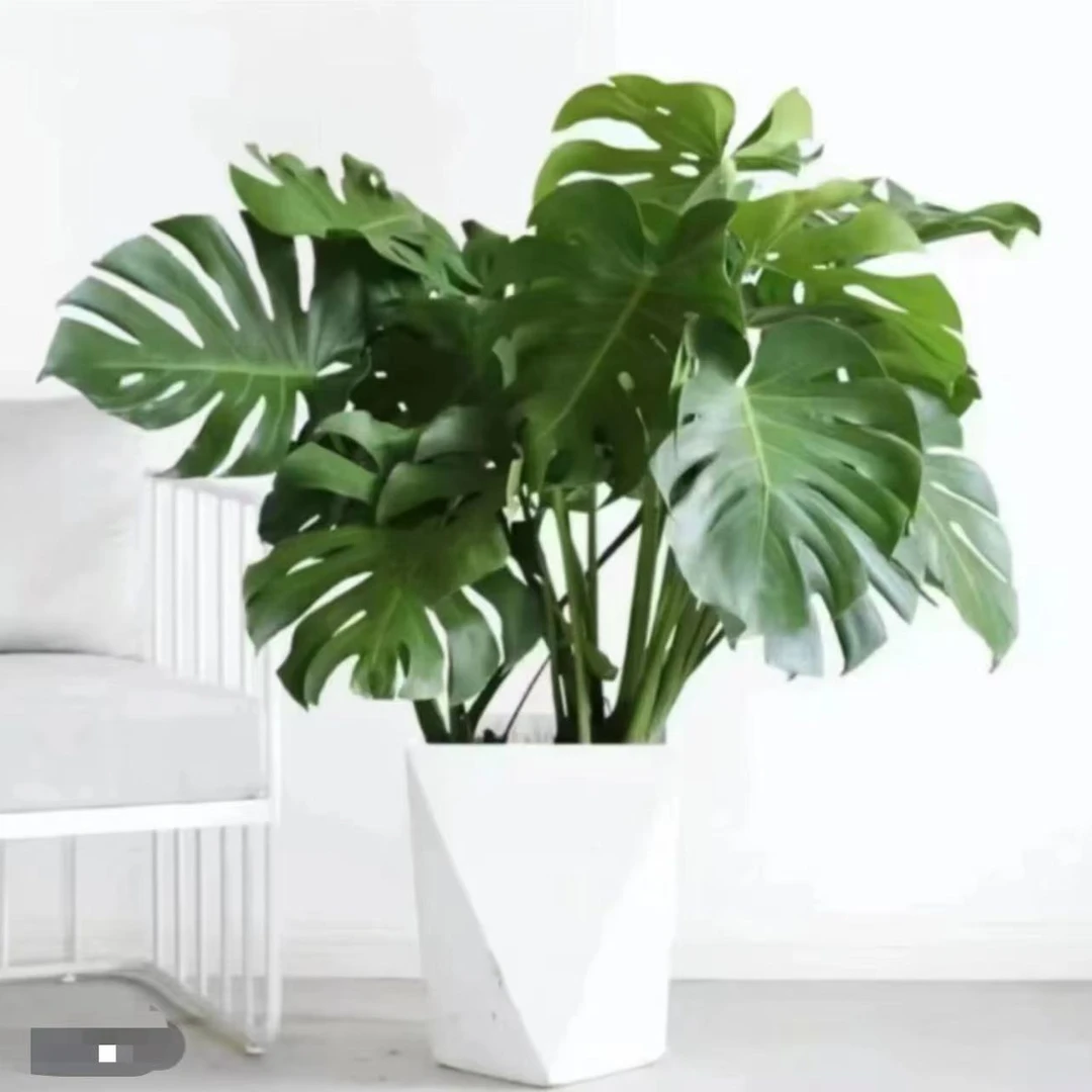 龟背竹60-70cm3-4株大苗绿植盆栽室内客厅阳台四季常青