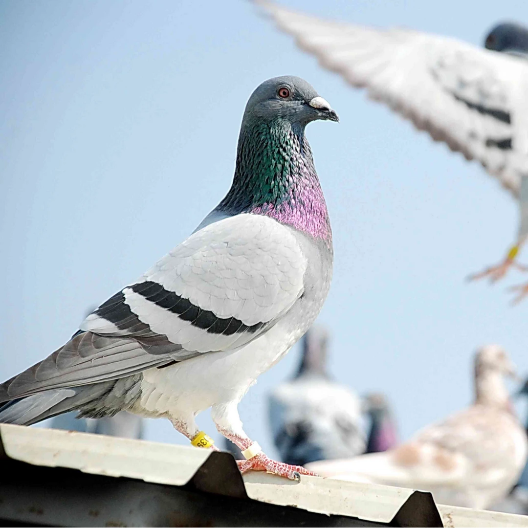 散养土鸽子一张两只
