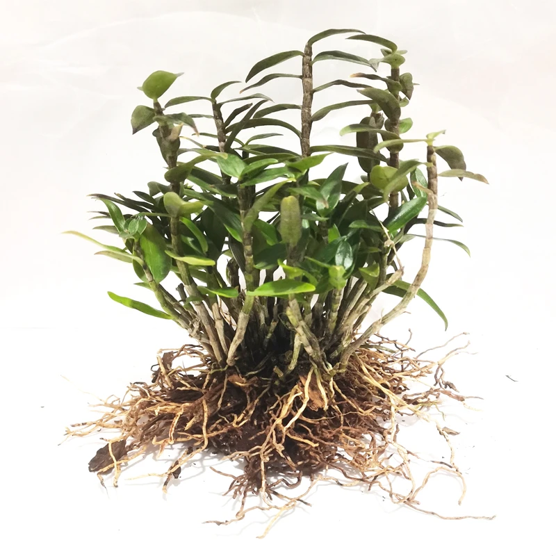 正宗雁荡山铁皮石斛苗种植苗红杆苗木桩盆栽花卉室内室外都可种植