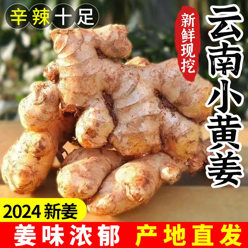 云南小黄姜新鲜现挖生姜当季新鲜生姜老姜2024年产地直发包邮
