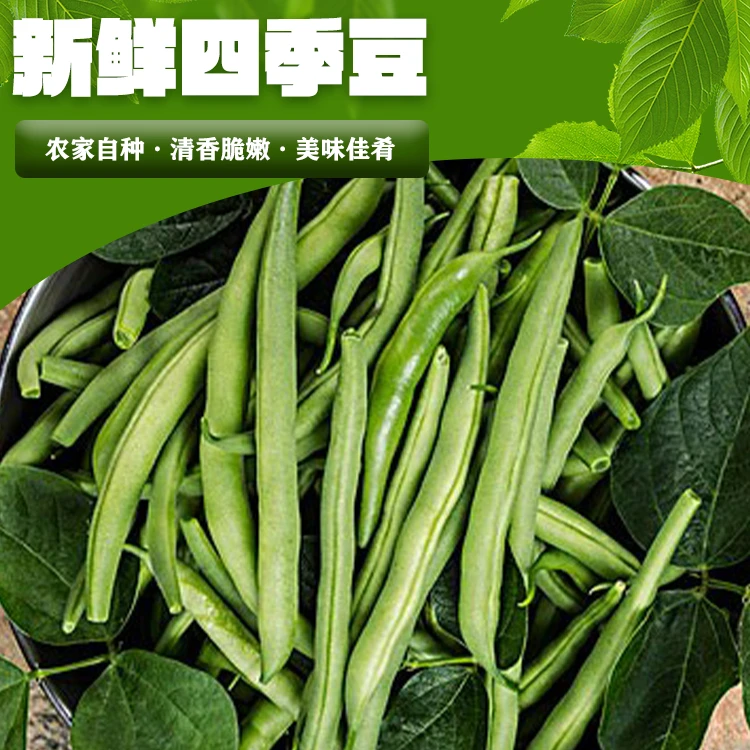 玉溪华宁青龙高山四季豆3斤装新鲜当季新鲜蔬菜现摘现发豆角豆类
