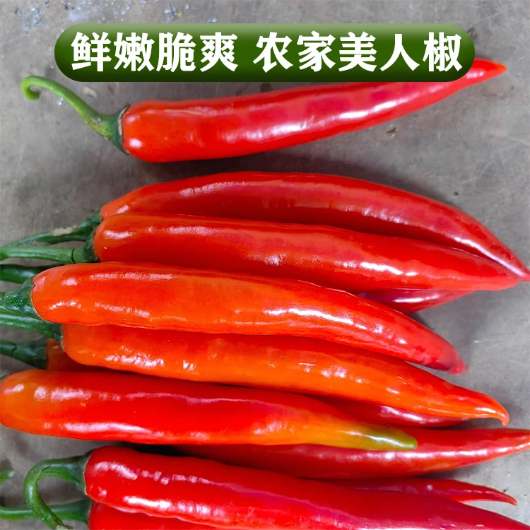 美人椒辣椒肉厚鲜亮可做泡椒美味辣椒酱农家鲜辣椒好吃不贵微辣