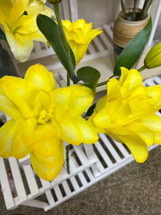 辉煌。金黄色重瓣百合