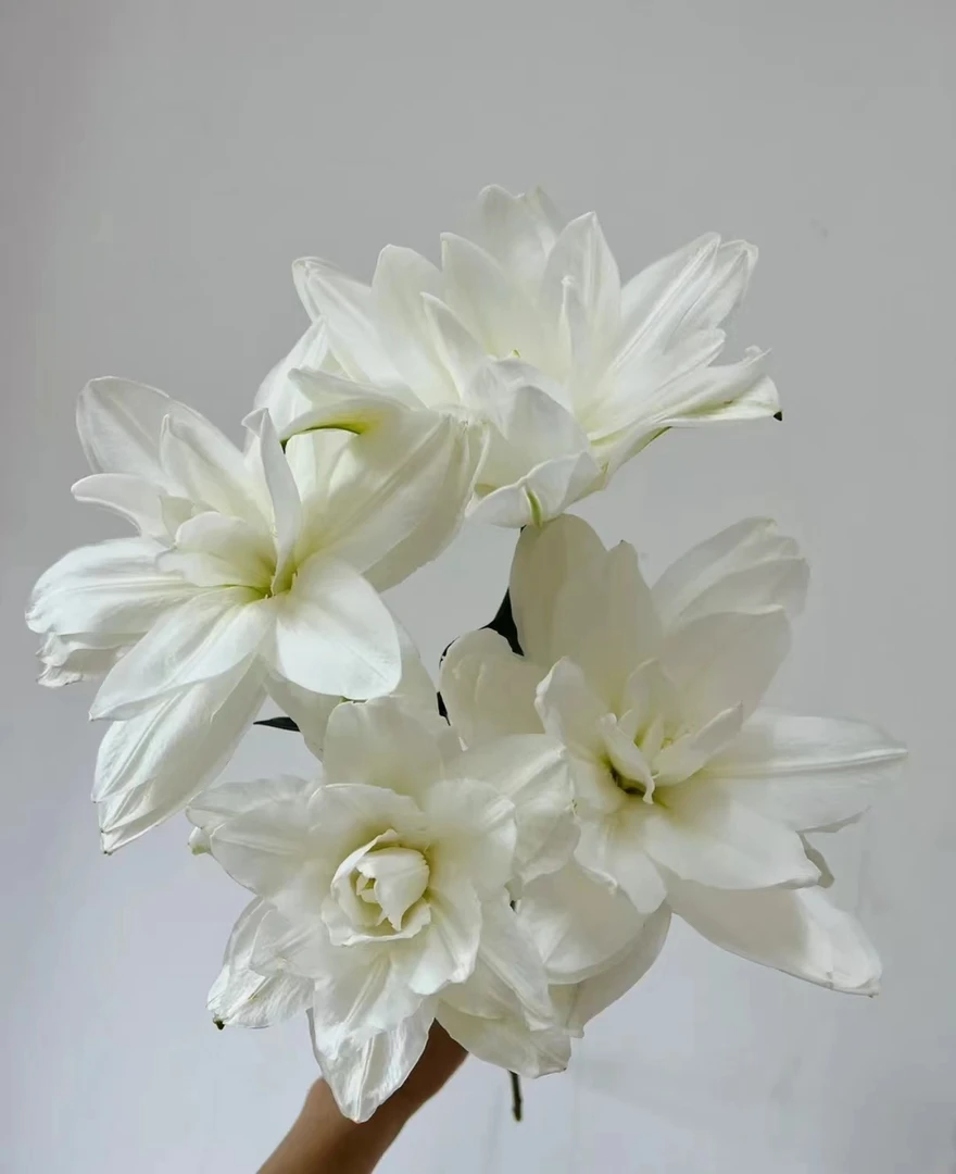 雪莲A级重瓣百合