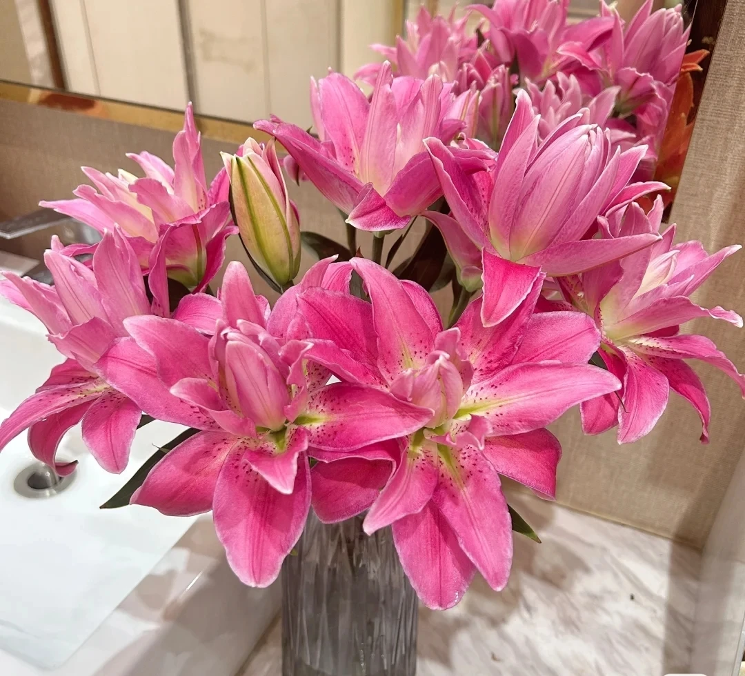 【紫莲花】 红色重瓣百合