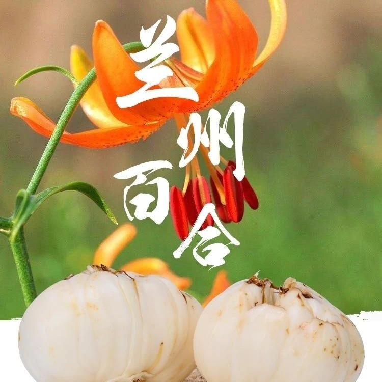 兰州百合特级新鲜百合新挖高品质百合食用甜百合甘肃特产量大批发