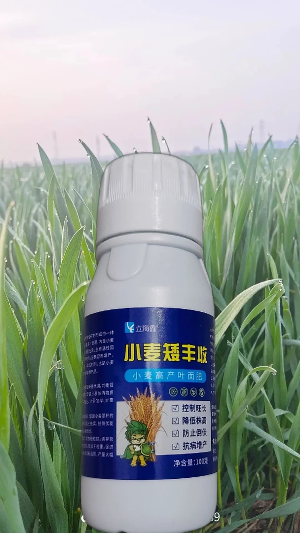 小麦矮丰收抗倒伏