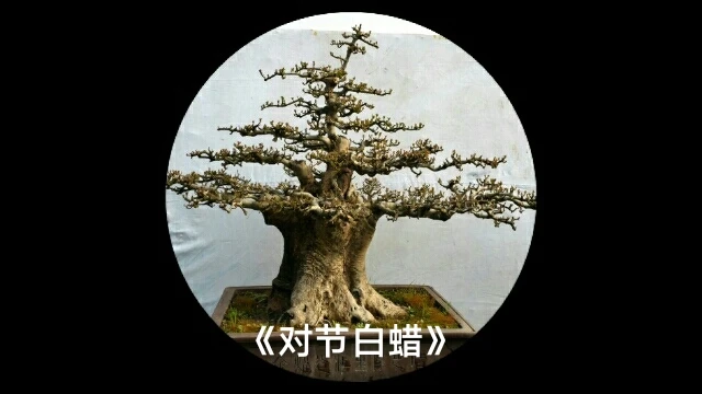 对接白腊精品盆景