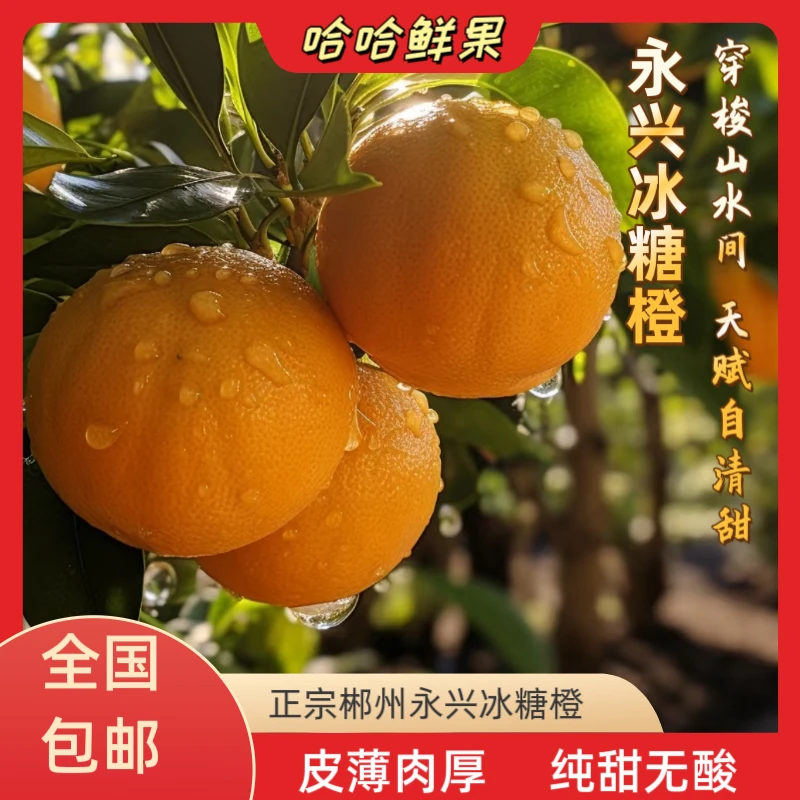 【永兴冰糖橙】正宗纯甜无酸郴州包邮现摘纯甜当季水果新鲜橙子柑橘