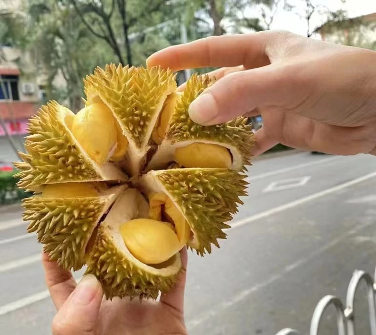 托曼尼榴莲