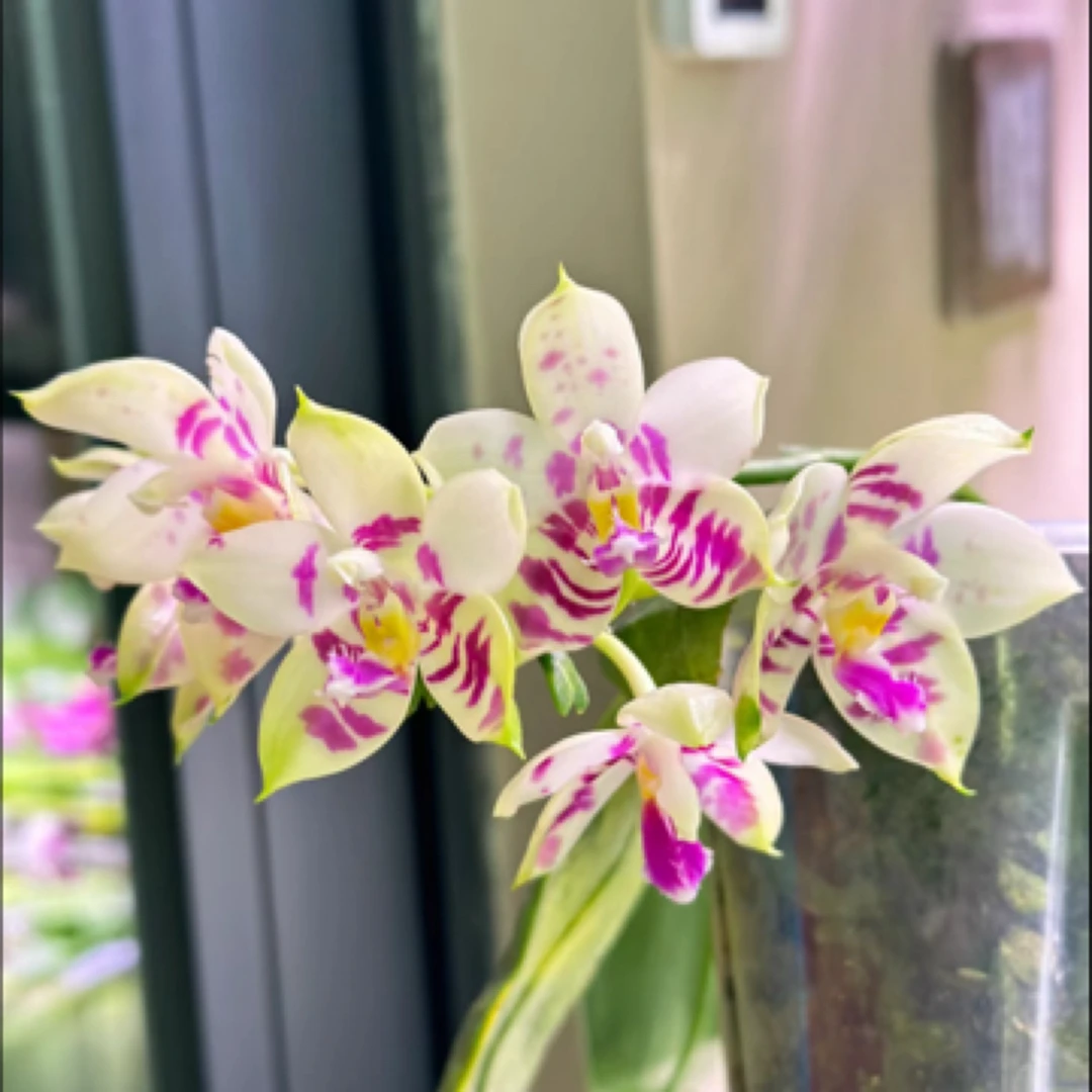 进口原种蝴蝶兰林登斑马822 3寸大杯 开花株