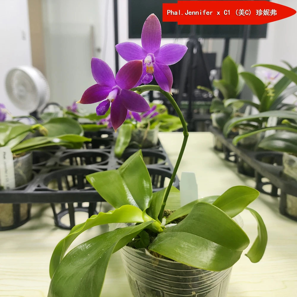 原生种蝴蝶兰(美C)珍妮弗 Phal.Jennifer x C1(美C)带花剑 长花期