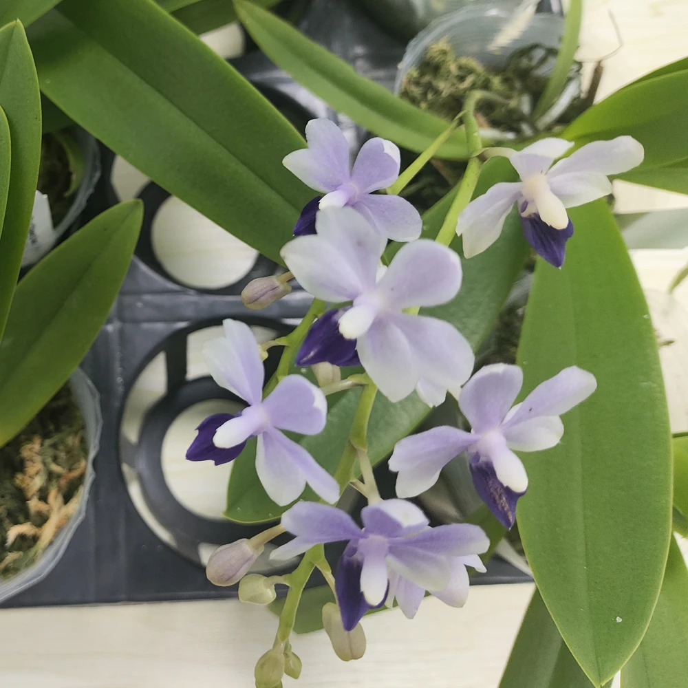 紫式部小茴紫蓝宝石蝴蝶兰续花原生种蓝心蝴蝶兰