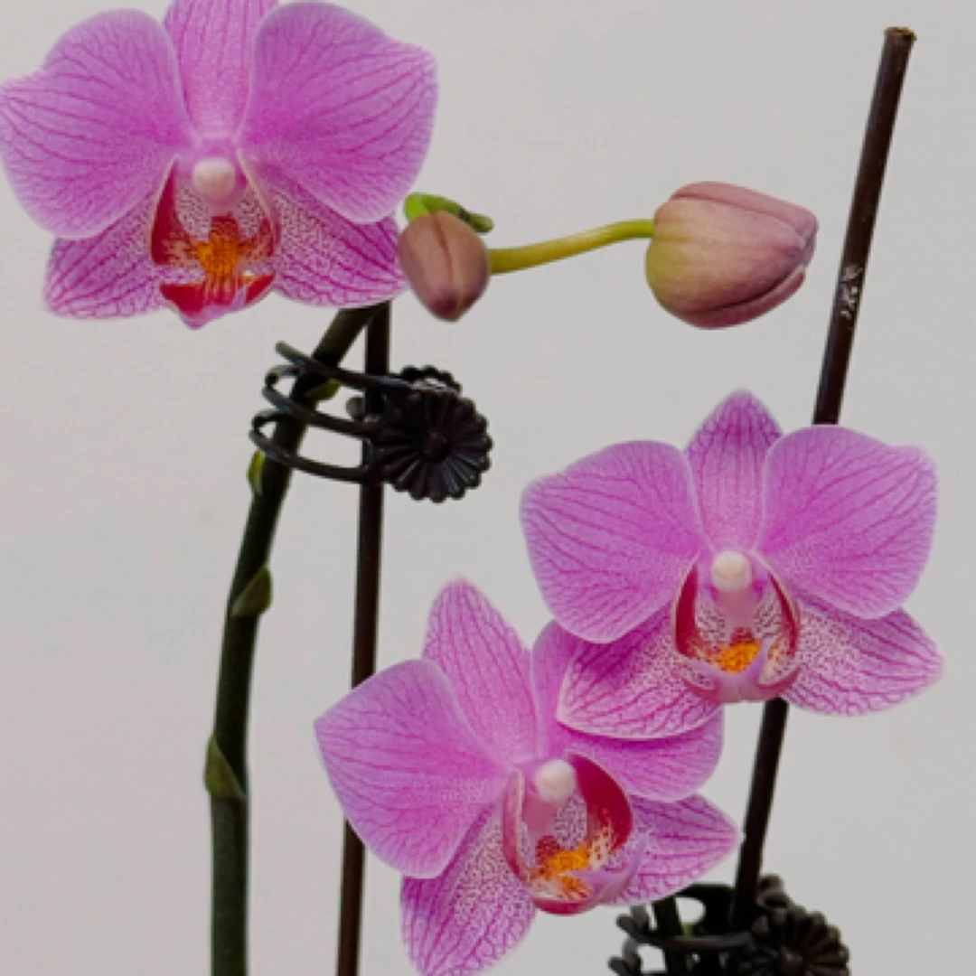 西交咖啡蝴蝶兰（实生）