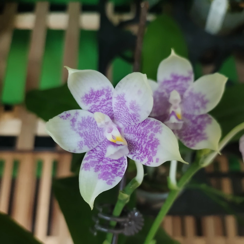原生种进口蝴蝶兰蓝沙美娜x蓝鹦鹉 带花剑带花香 2寸大杯