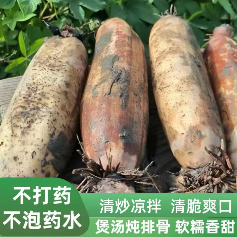 【微山湖粉藕】【顺丰包邮】现挖先发原生态