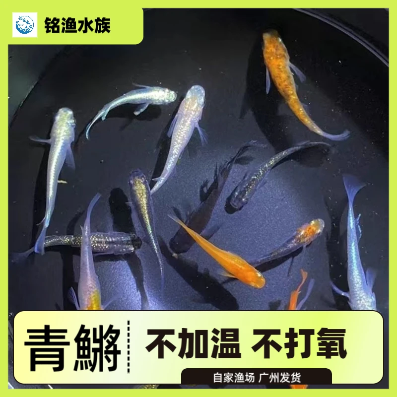 观背青鳉冷水观赏鱼淡水鱼星光鱼苗古法桌面养鱼龙章凤姿懒人好养