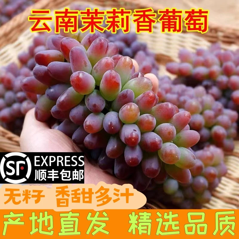 【顺丰纯甜】云南现摘茉莉香葡萄新鲜水果当季现摘无籽葡萄红提