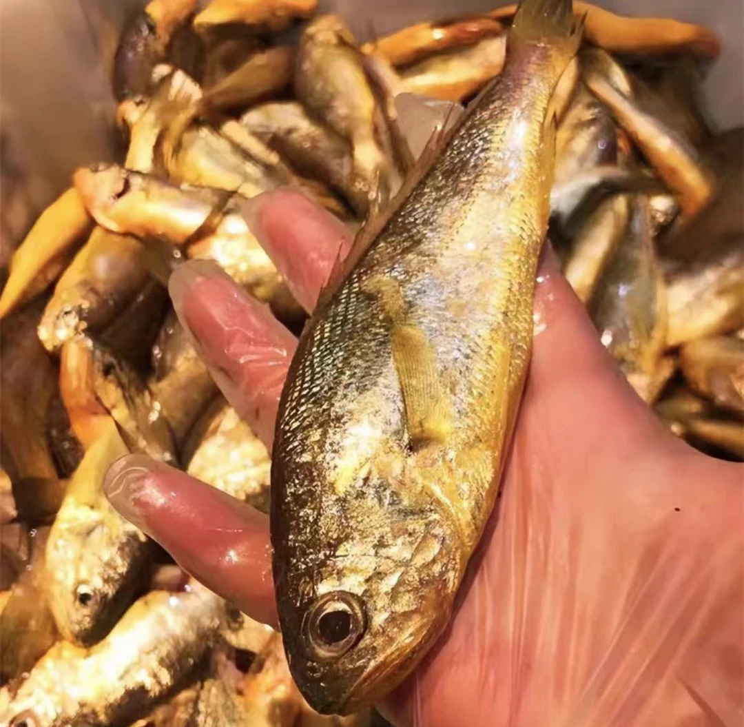 【码头直发】舟山海捕野生小黄鱼3斤水产急冻新鲜生鲜黄花鱼海鲜