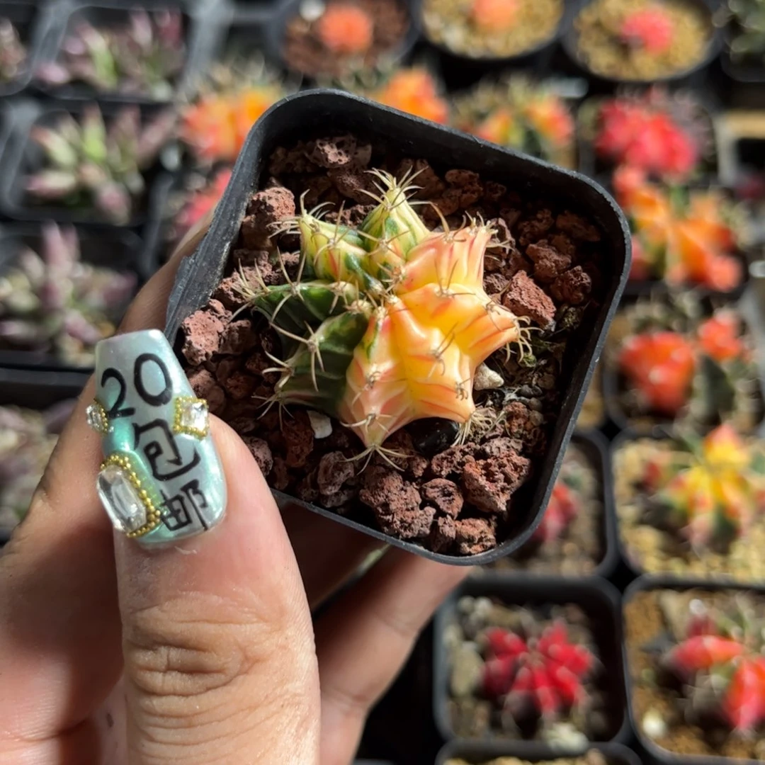 潍***李63458一物一拍专