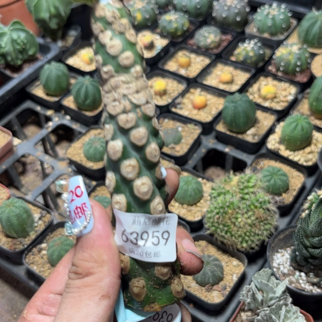 63959一物一拍专