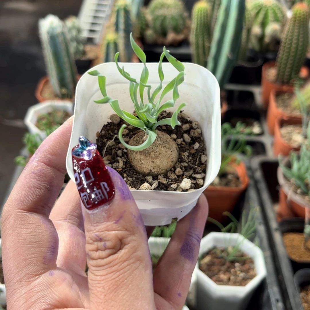 宽叶弹簧草单头发货有根