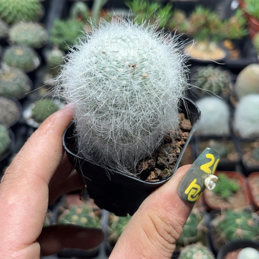 雪原玉翁单头发货有根