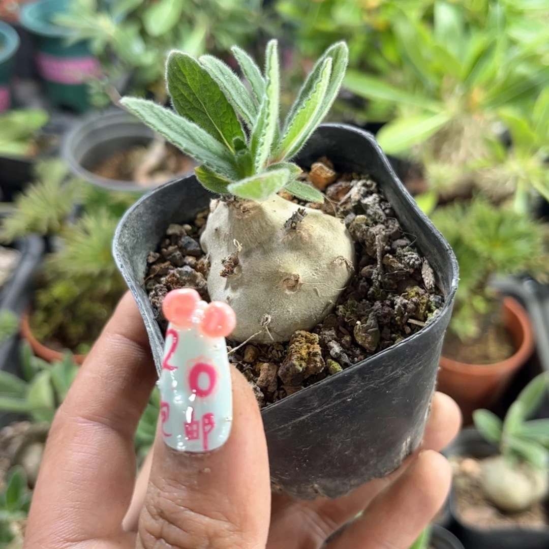 断崖皇子单头发货有根发货