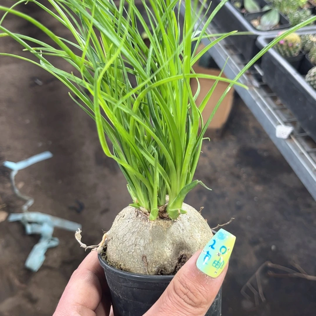 单头酒瓶兰有根发货有根