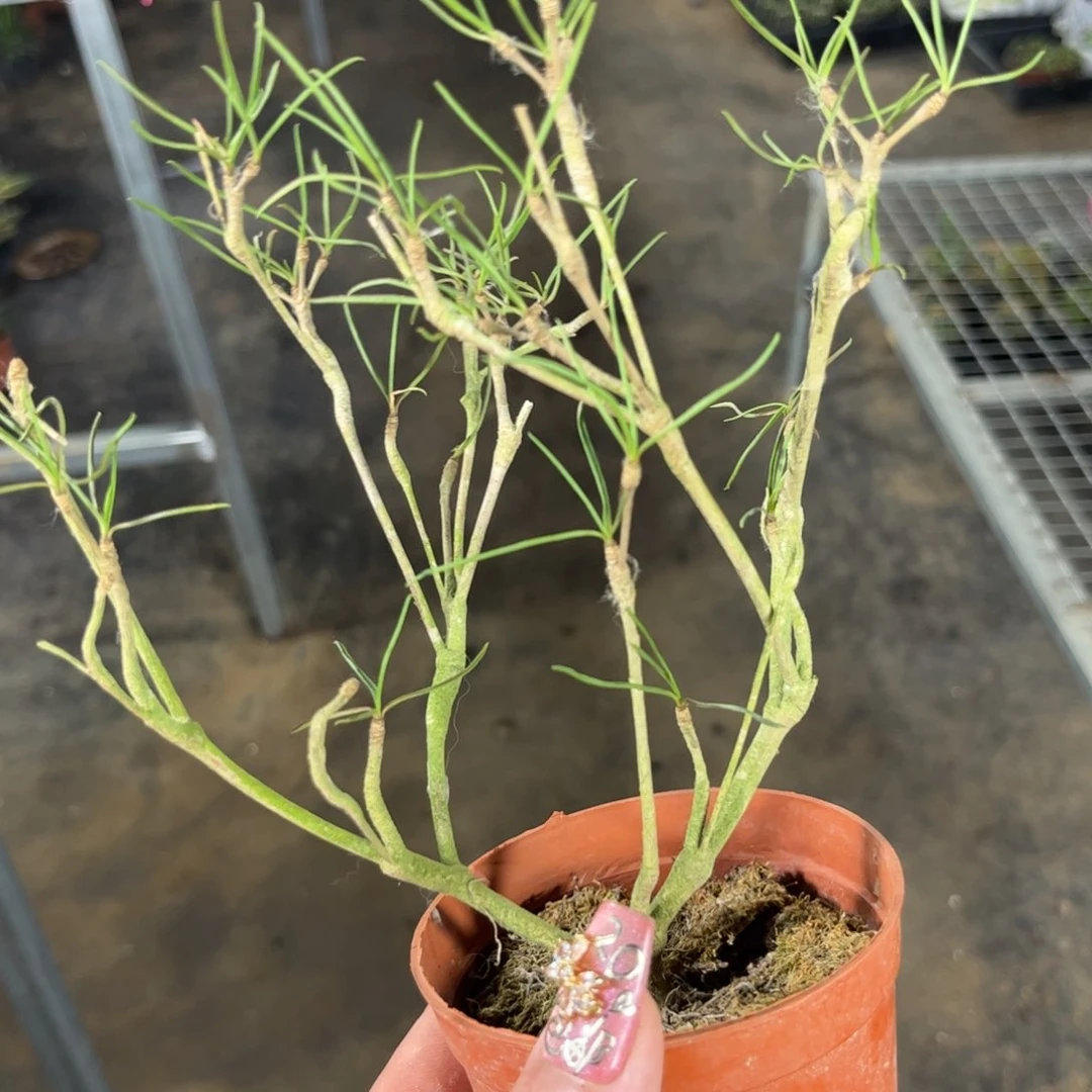 柳叶麒麟有根发货有根