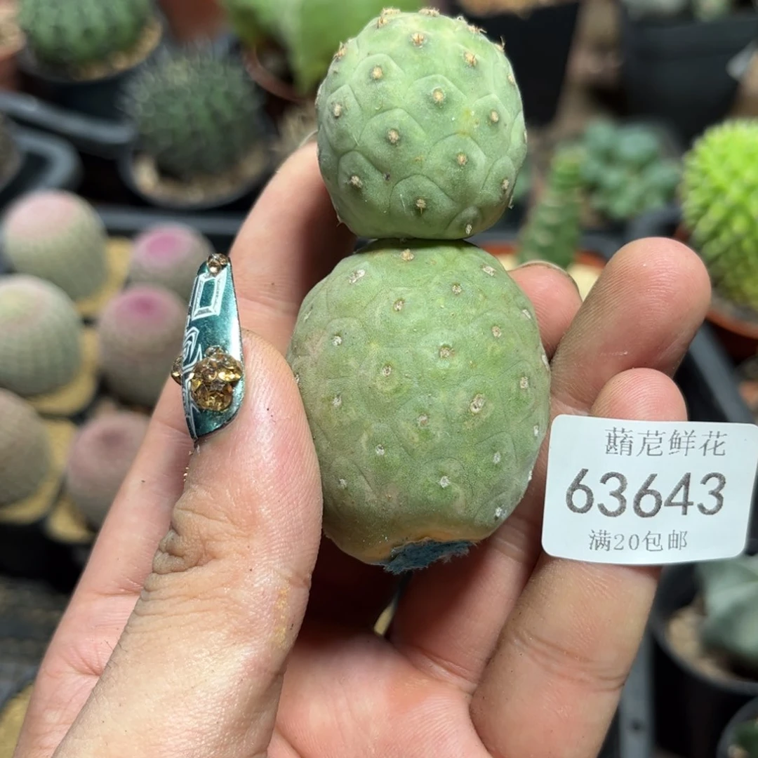 我****63643一物一拍专