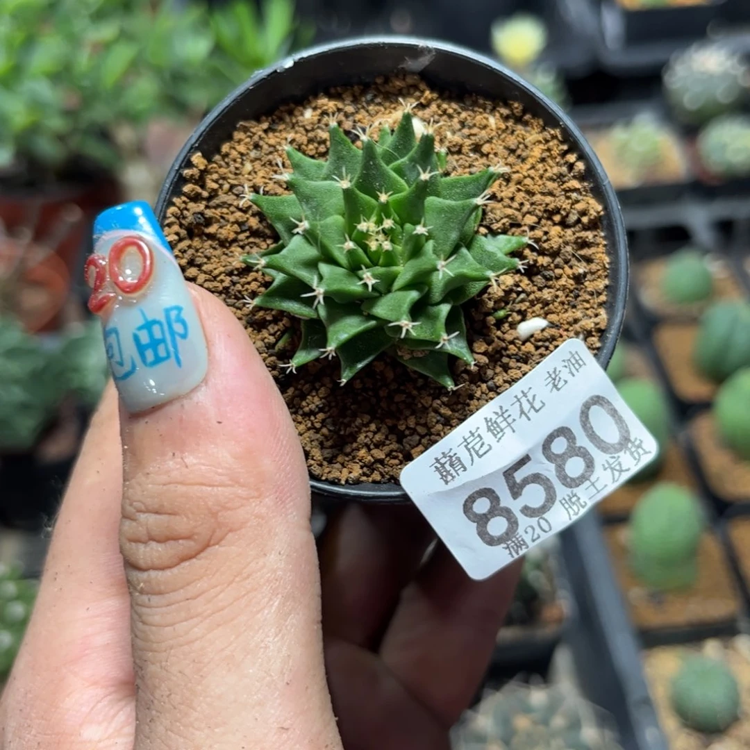 8580一物一拍帝冠