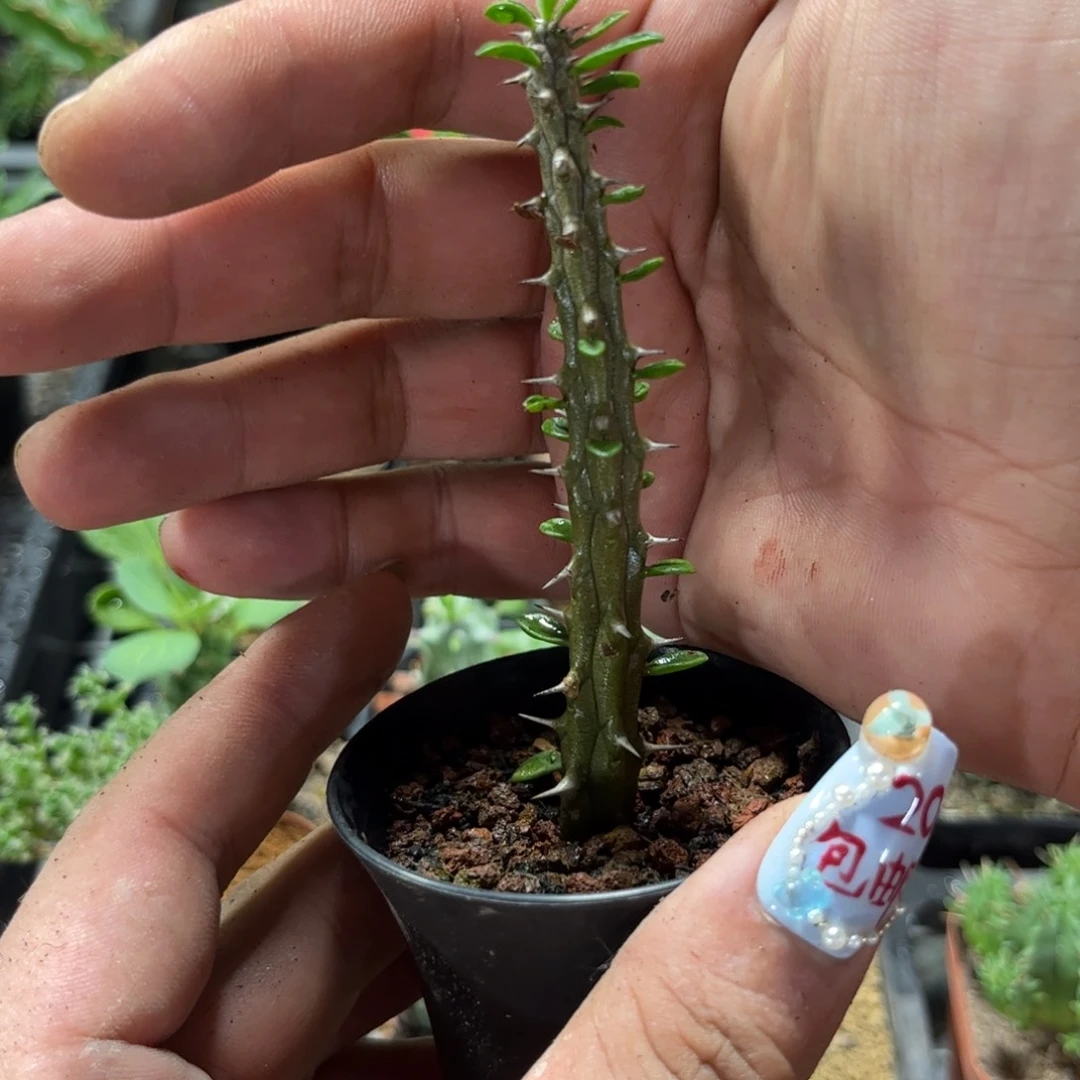 亚龙木火烛麒麟有根