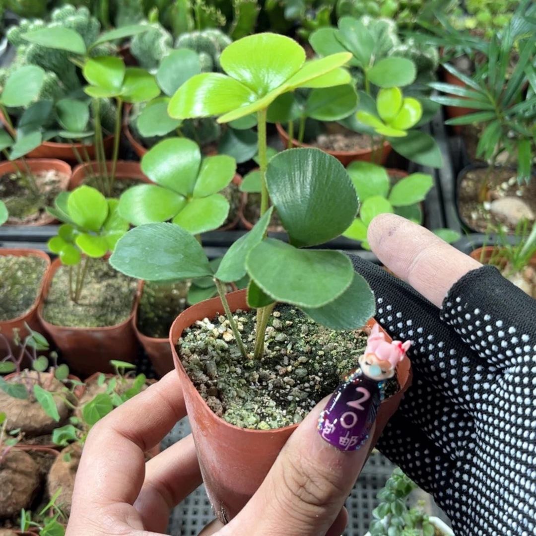 墨西哥铁铁单头发货有根