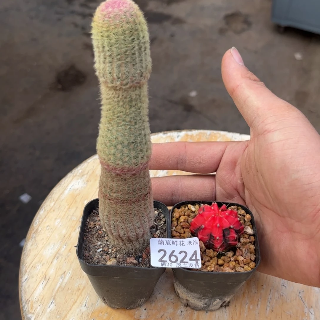 微*2624一物一拍单头发货