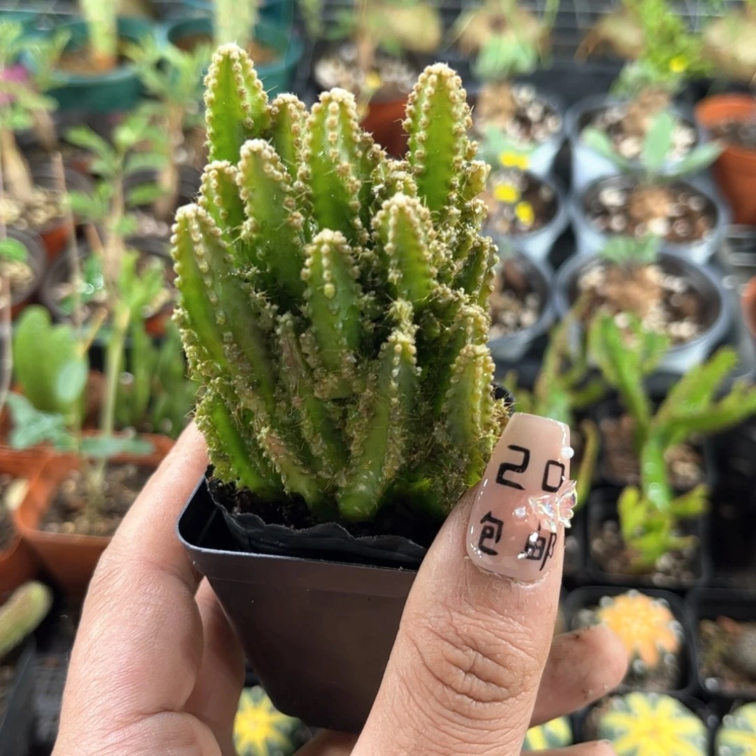 万重山群生有根发货有根