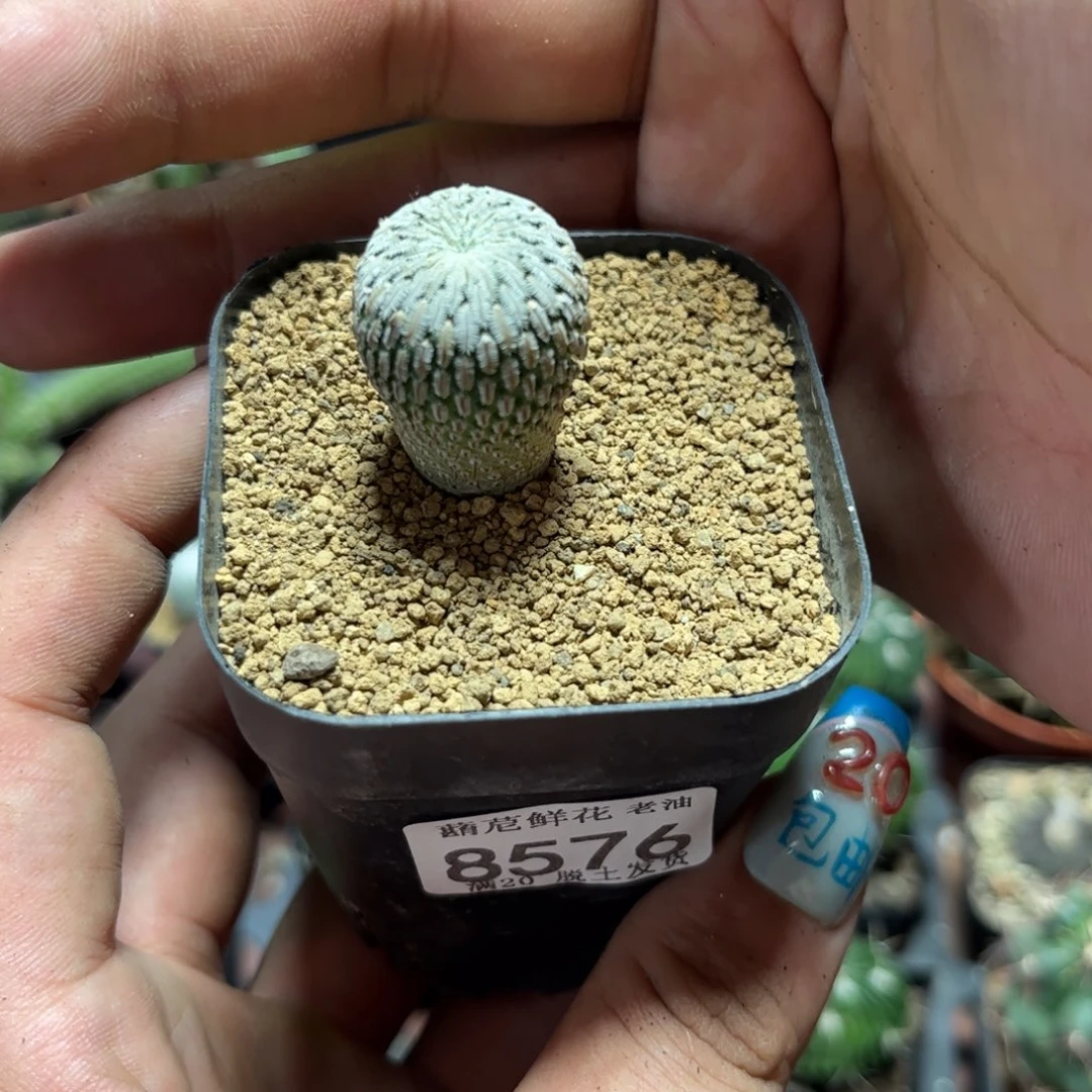 8576一物一拍精巧殿