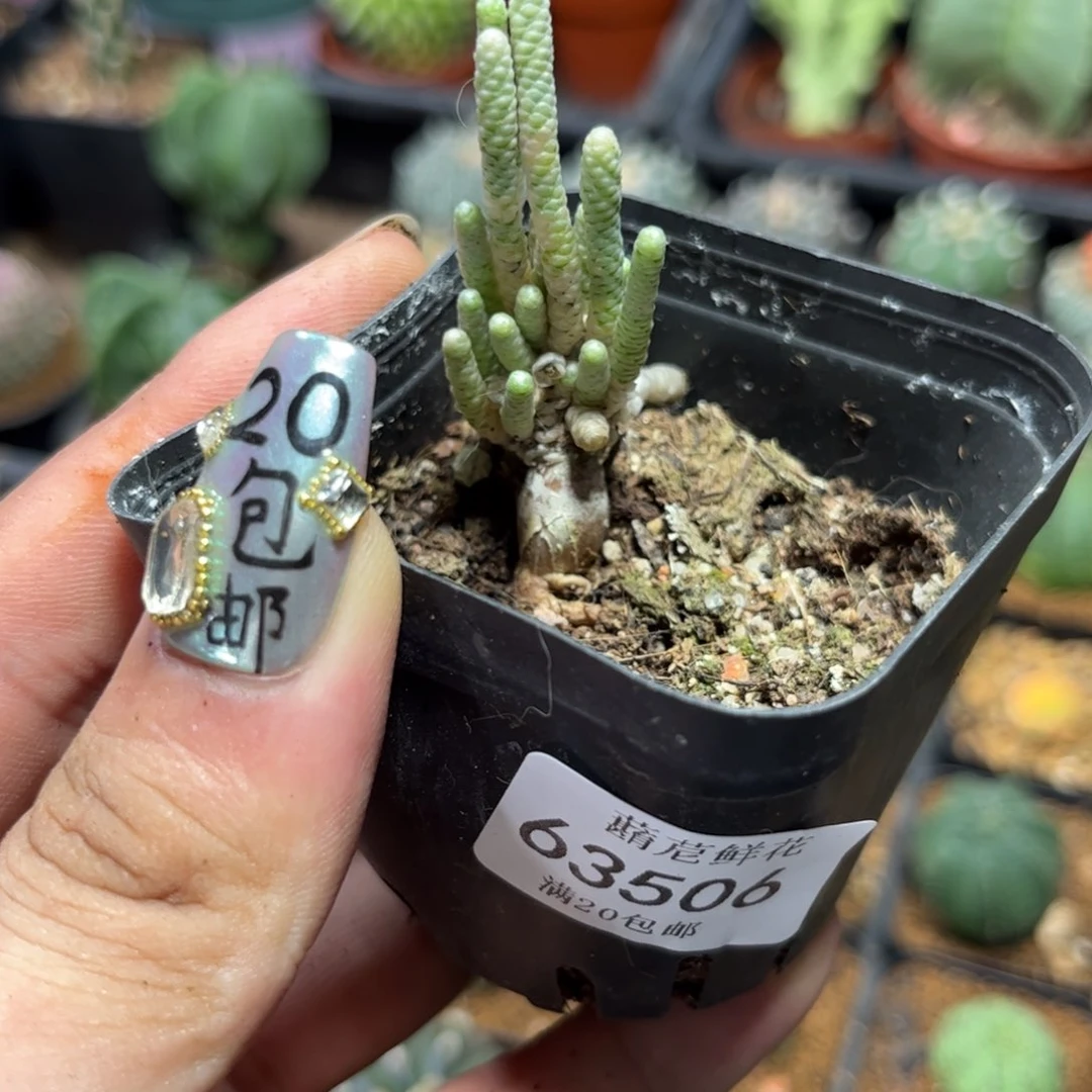 未***?63506一物一拍专