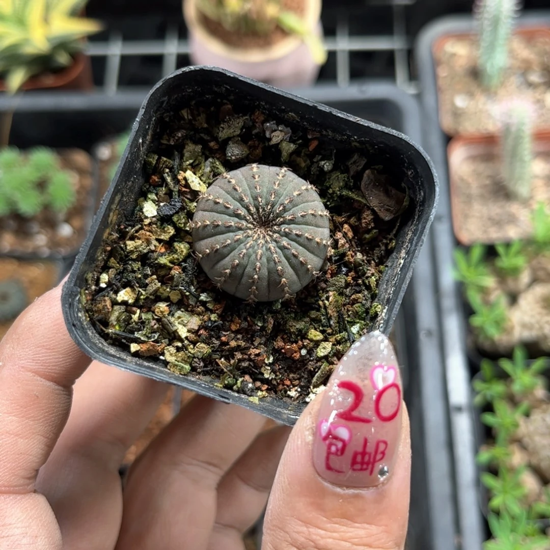 紫体单头大型士童