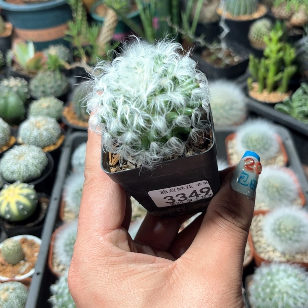 F****呆3349一物一拍单头发货