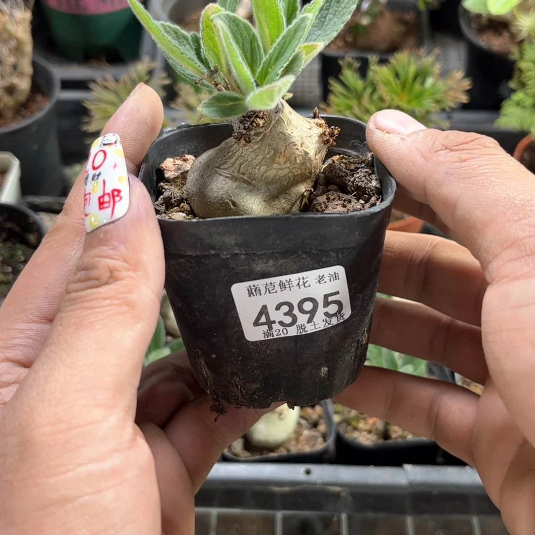 兜**t4395一物一拍单头发货