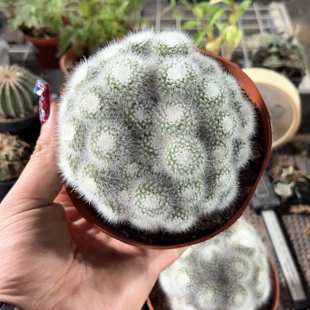 小**免4036一物一拍单头发货