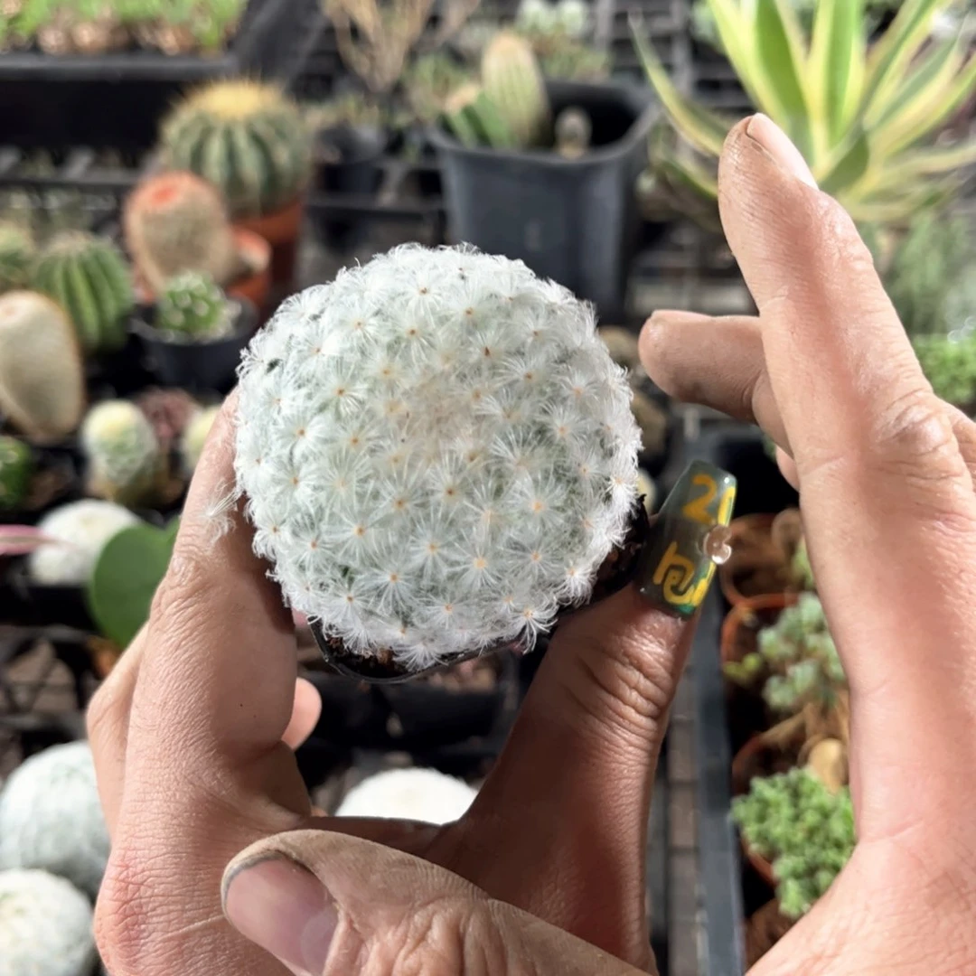 单头实生百星单头发货有根