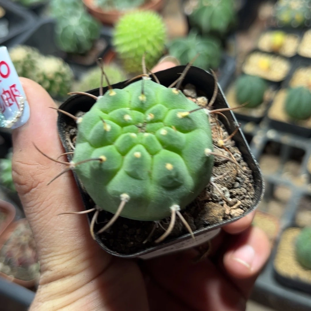 63914一物一拍专