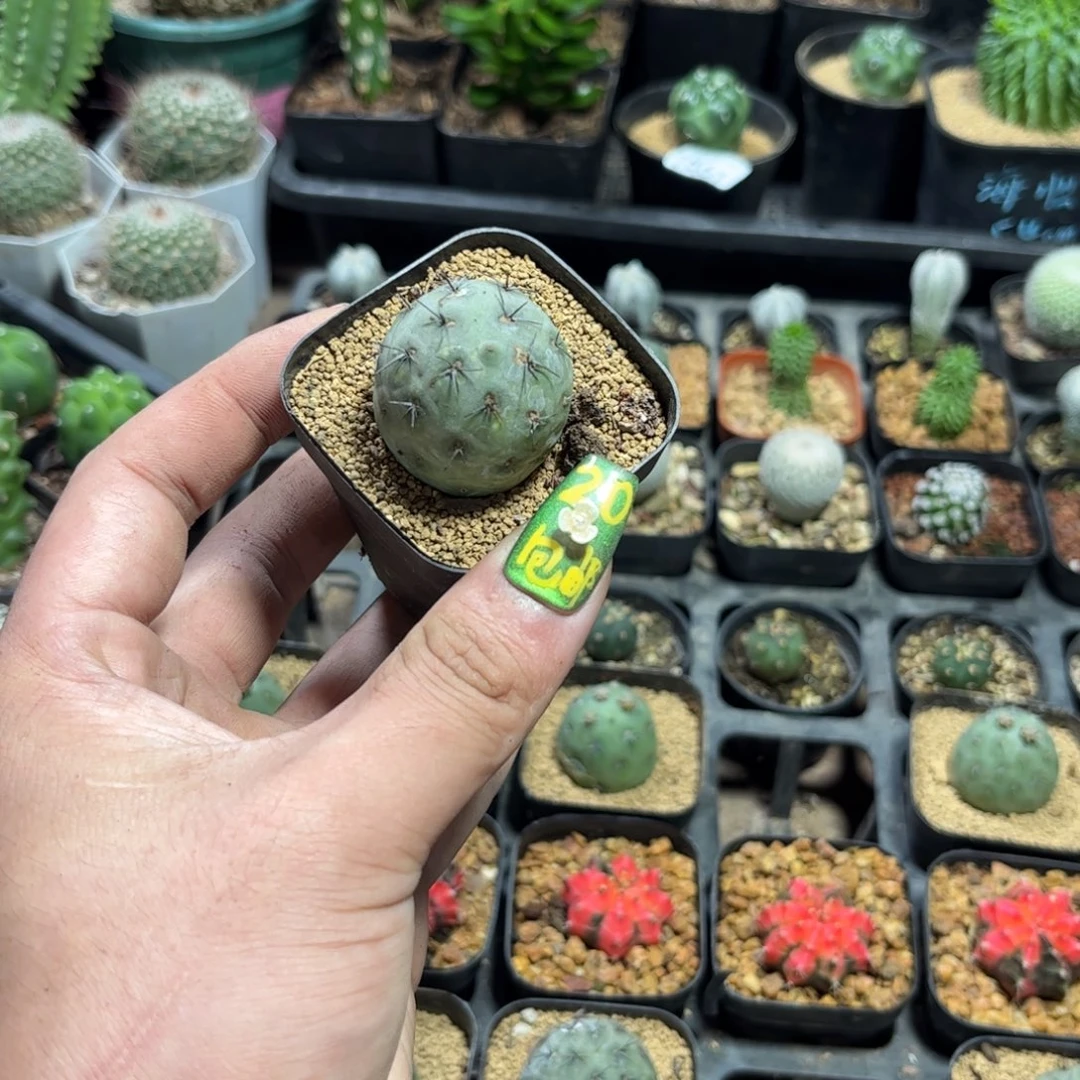 ?****叶1869一物一拍单头发货有根