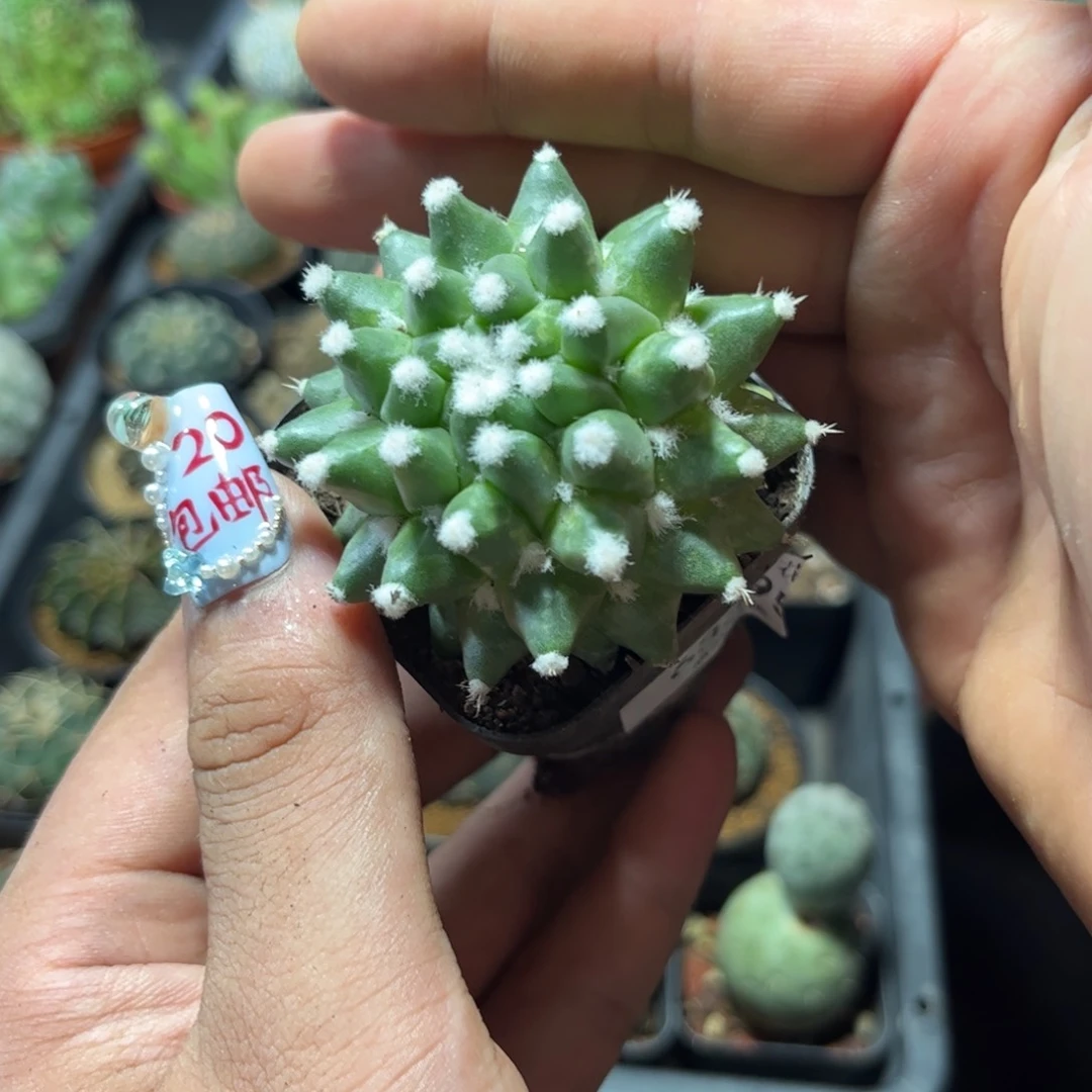 63395一物一拍专
