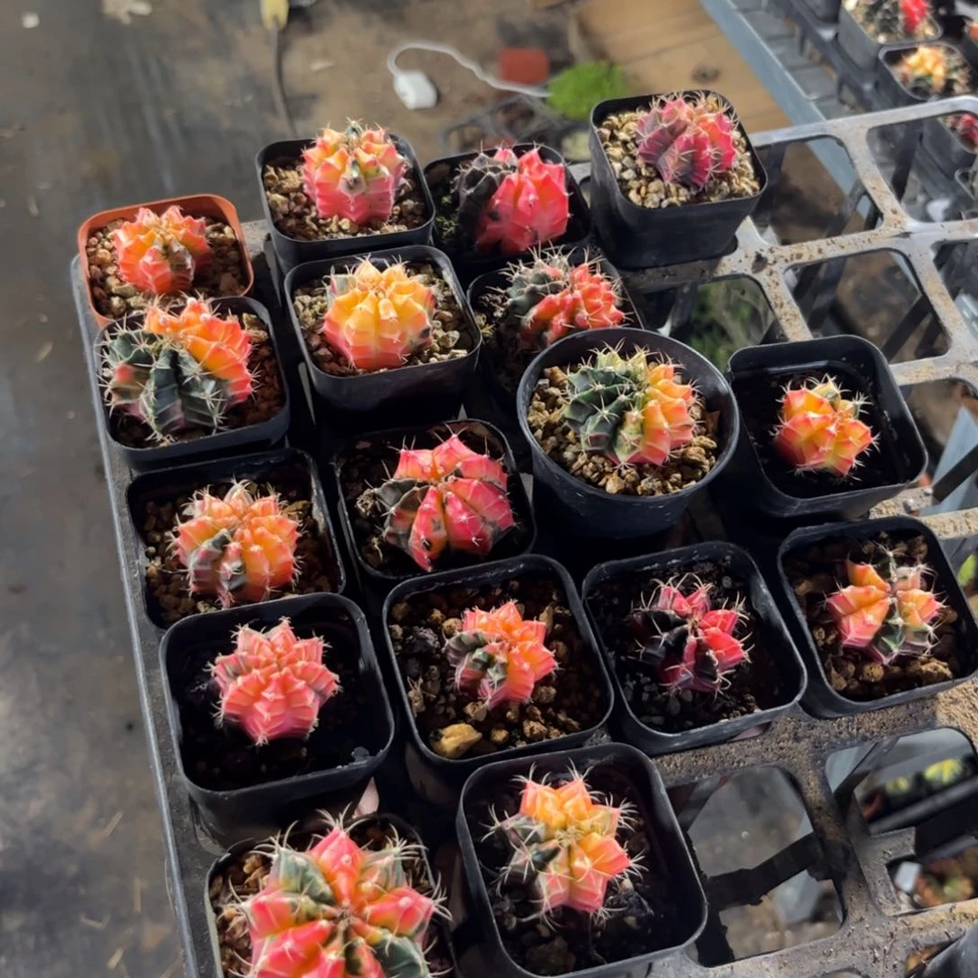 17颗脱土发货精选自然锦