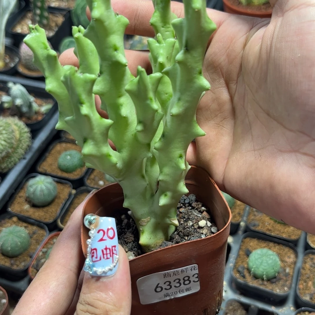 D*63383一物一拍专