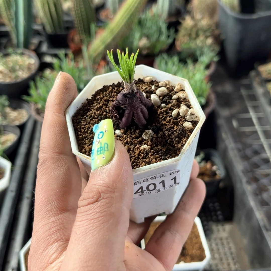 F*R4011一物一拍单头发货