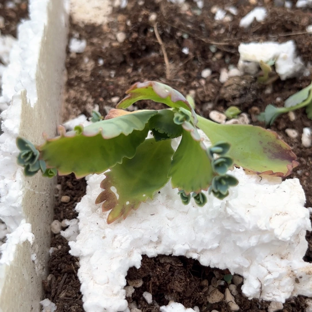 宽叶不死鸟有根单头发货